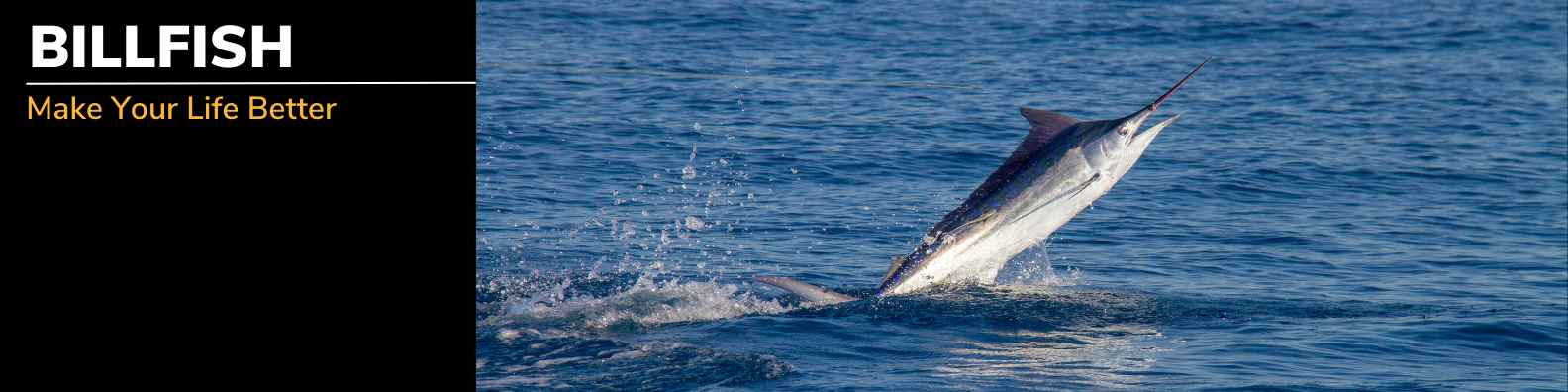 Billfish