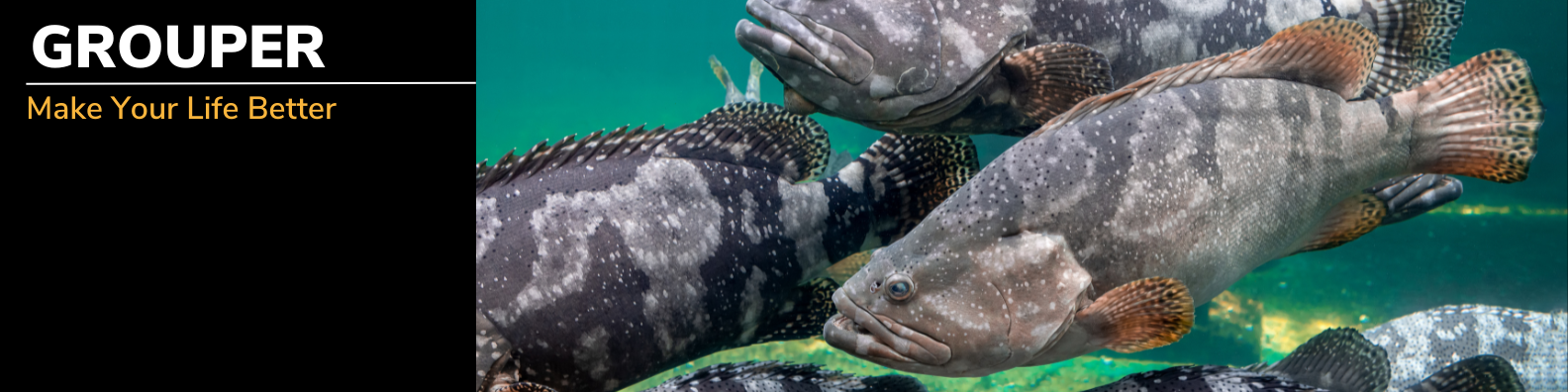 Grouper