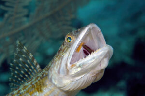 Hunting Lizard Fish