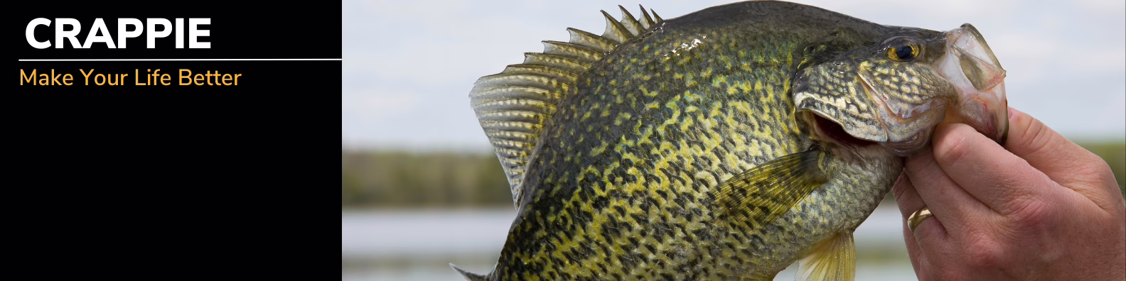 Crappie Fish